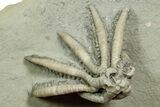 Fossil Crinoid (Scytalocrinus) - Crawfordsville, Indiana #371576-2
